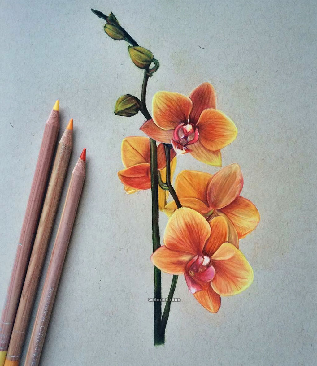 flower color pencil drawing