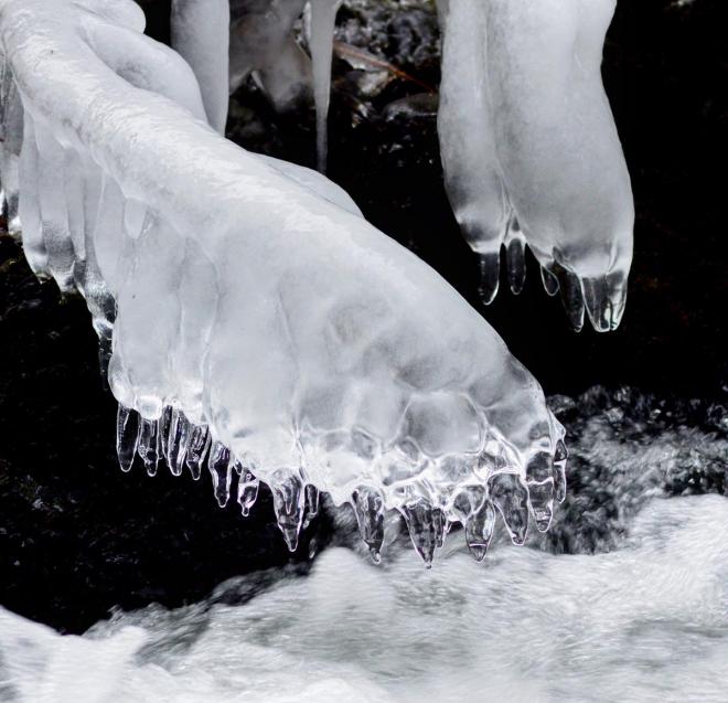 bear claw ice photography