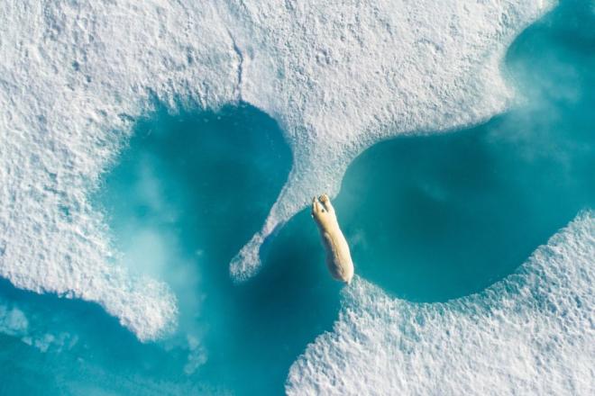 polar bear skypixel aerial photography