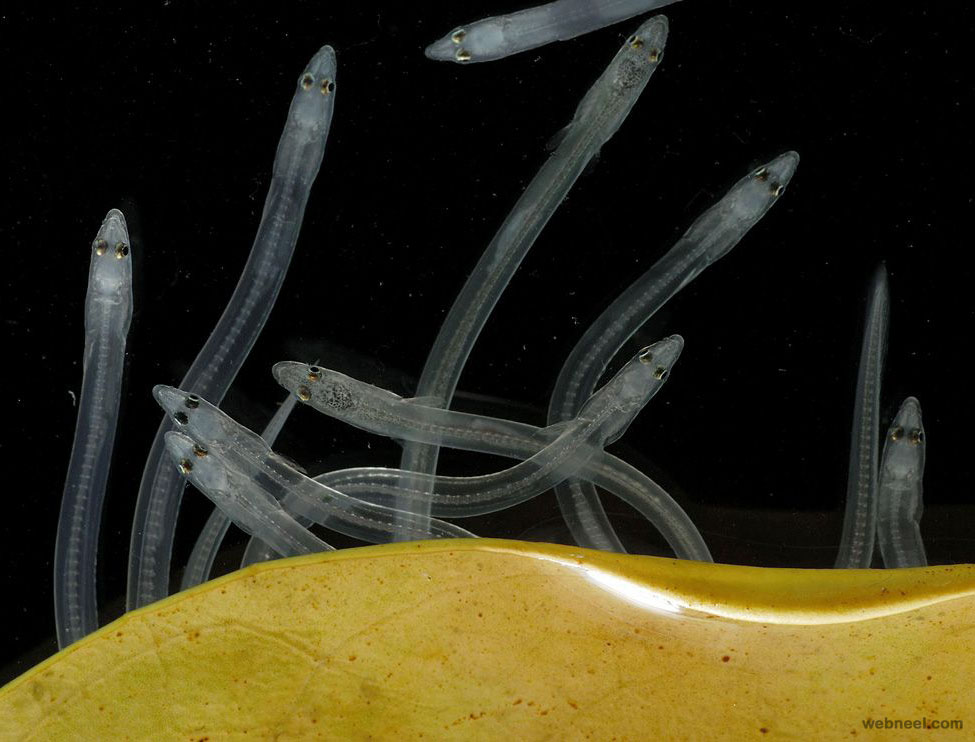 glass eels estuary underwater photography