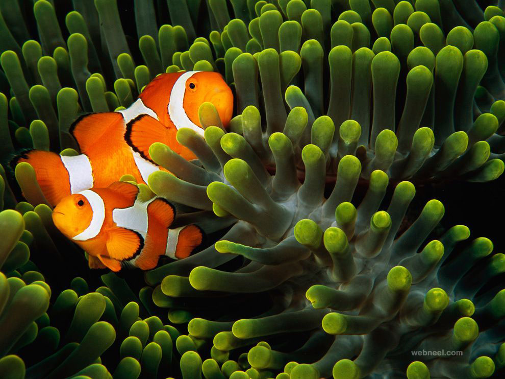 clown anemonefish indonesia laman underwater photography