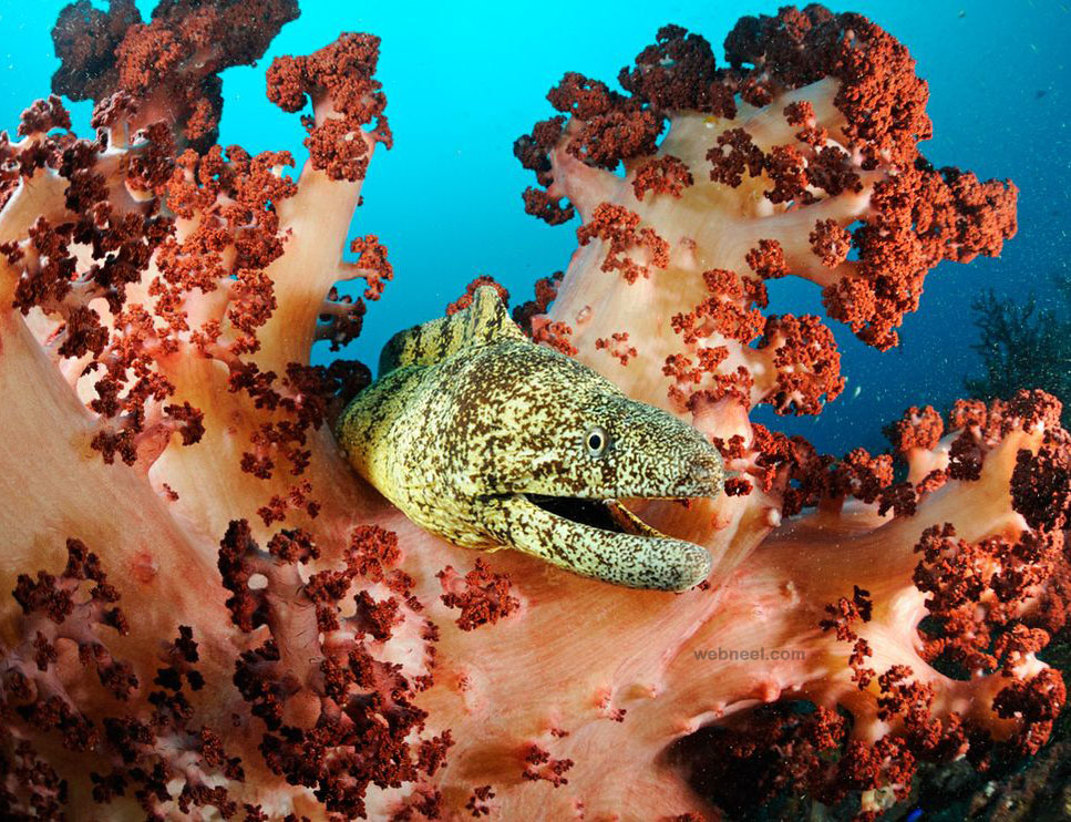 underwater photography moray eel japan