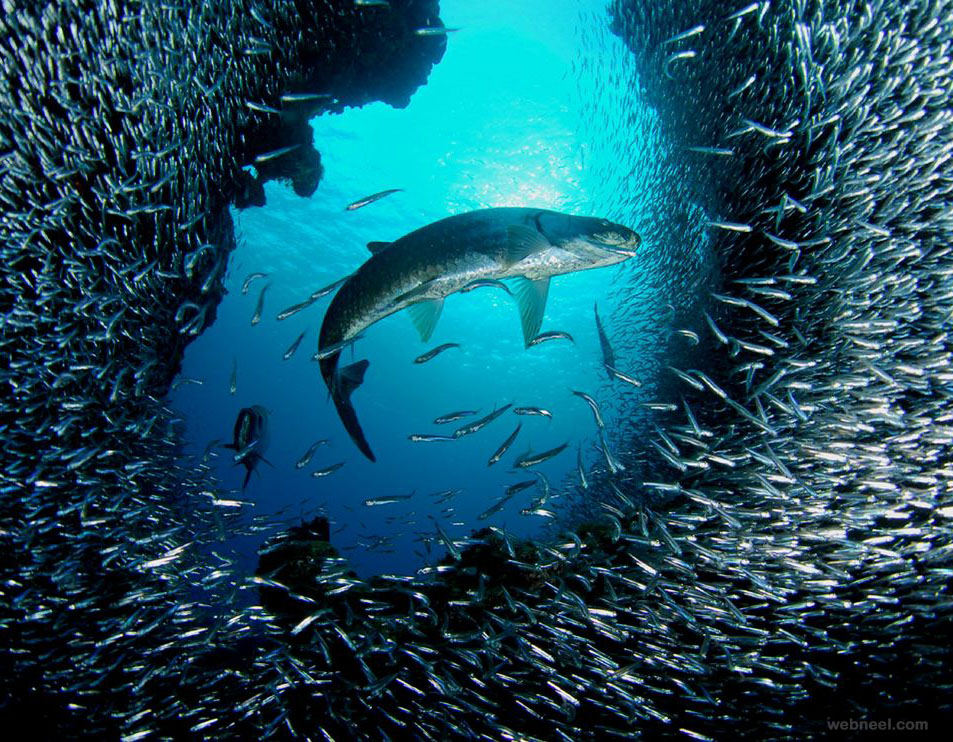 underwater photography tarpon grand