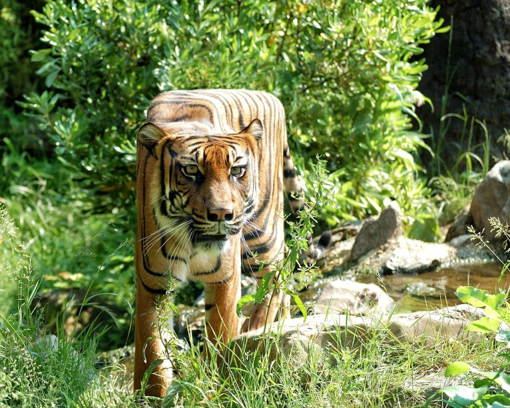 tiger funny animal photo manipulation cubism