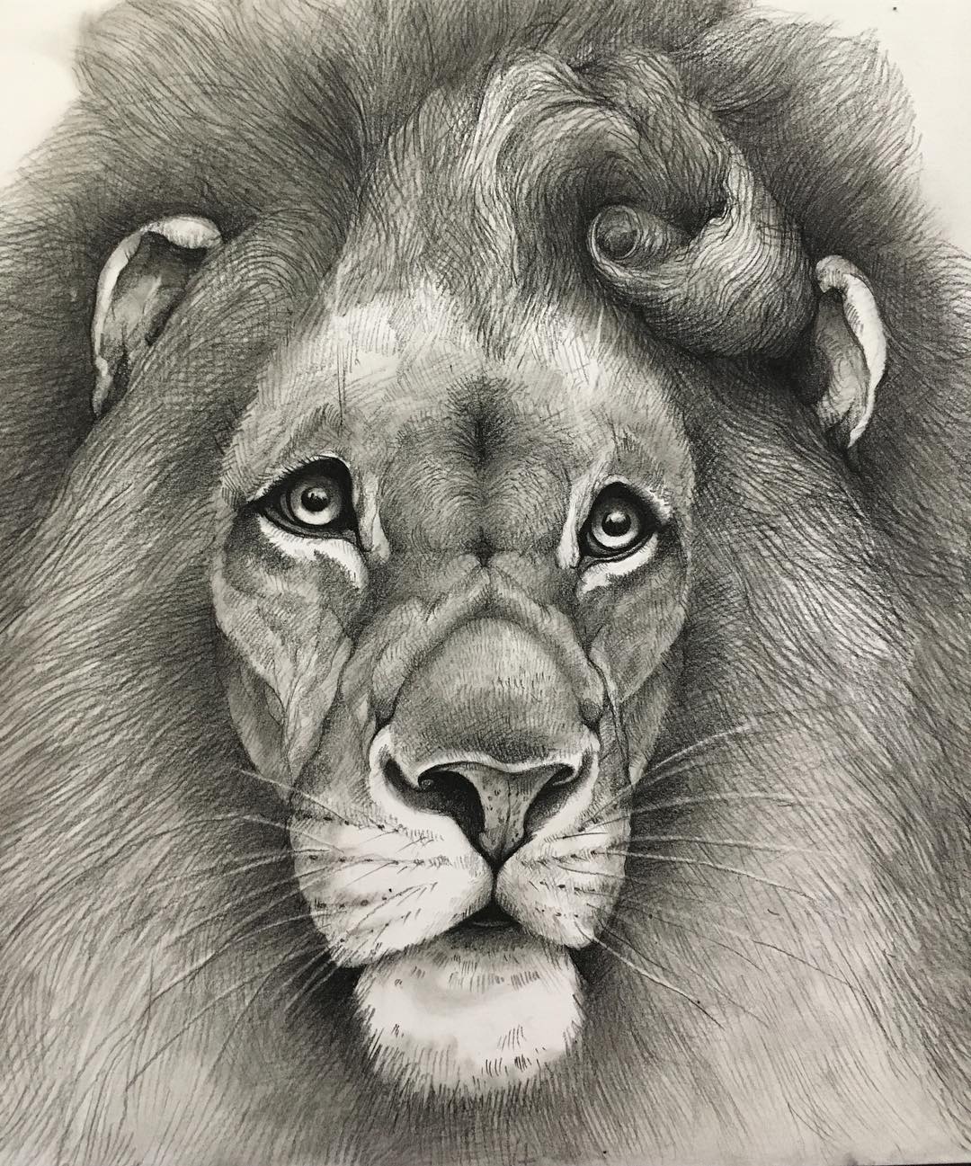 lion funny drawing