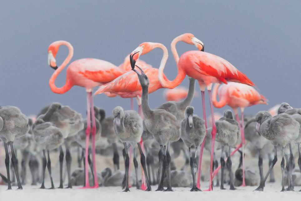 flamingo award winning bird photography