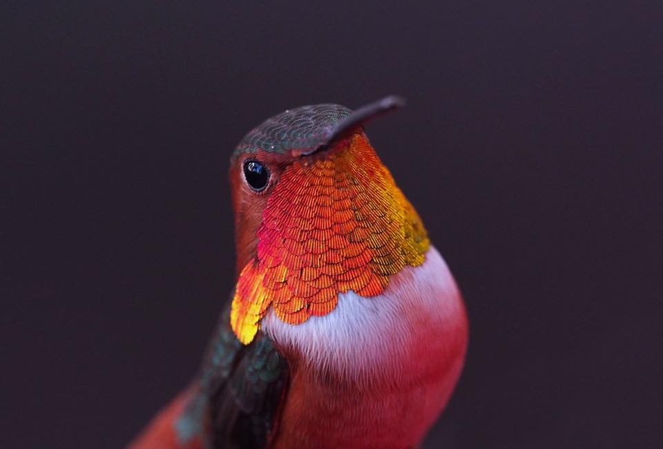 humming bird photography