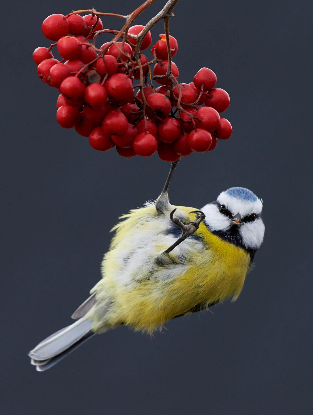 hungry award winning bird photography
