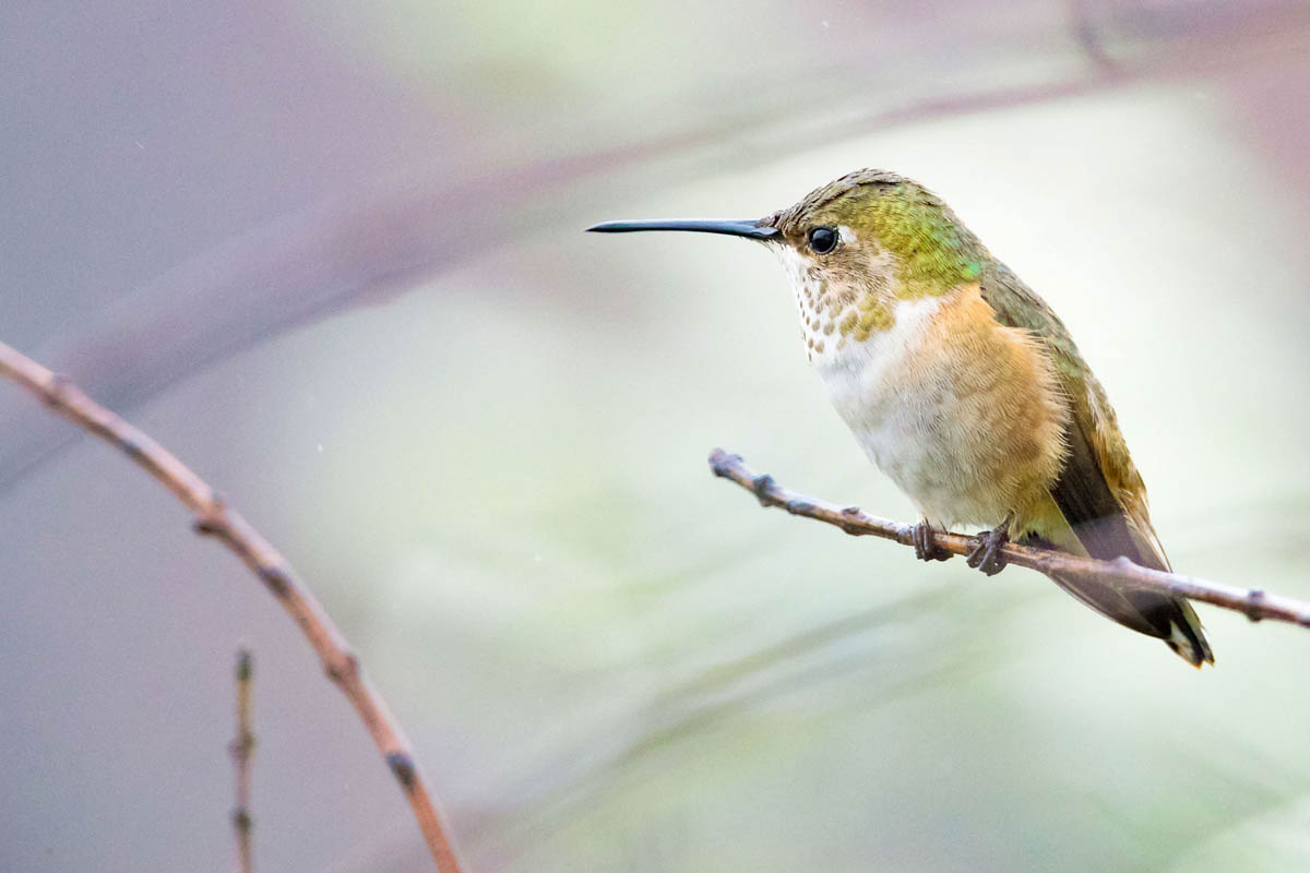 humming bird photography by allen david leninson