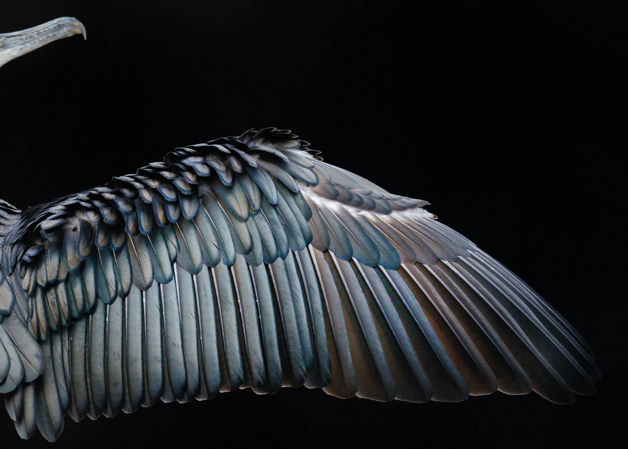 wings award winning bird photography