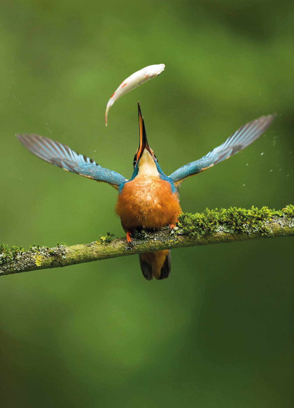 food award winning bird photography
