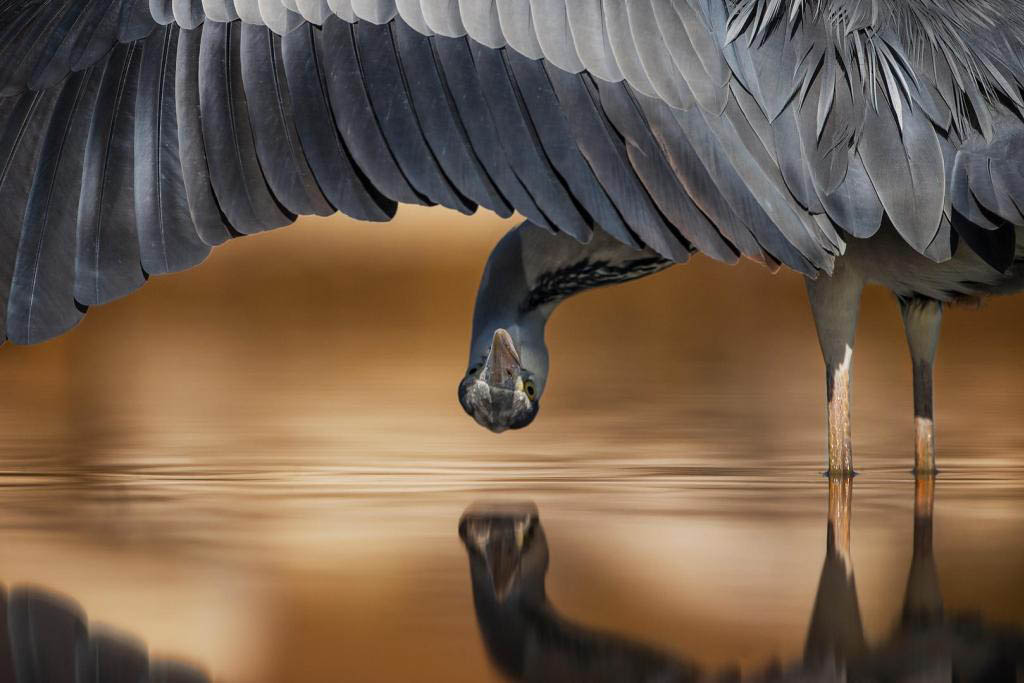 peek award winning bird photography