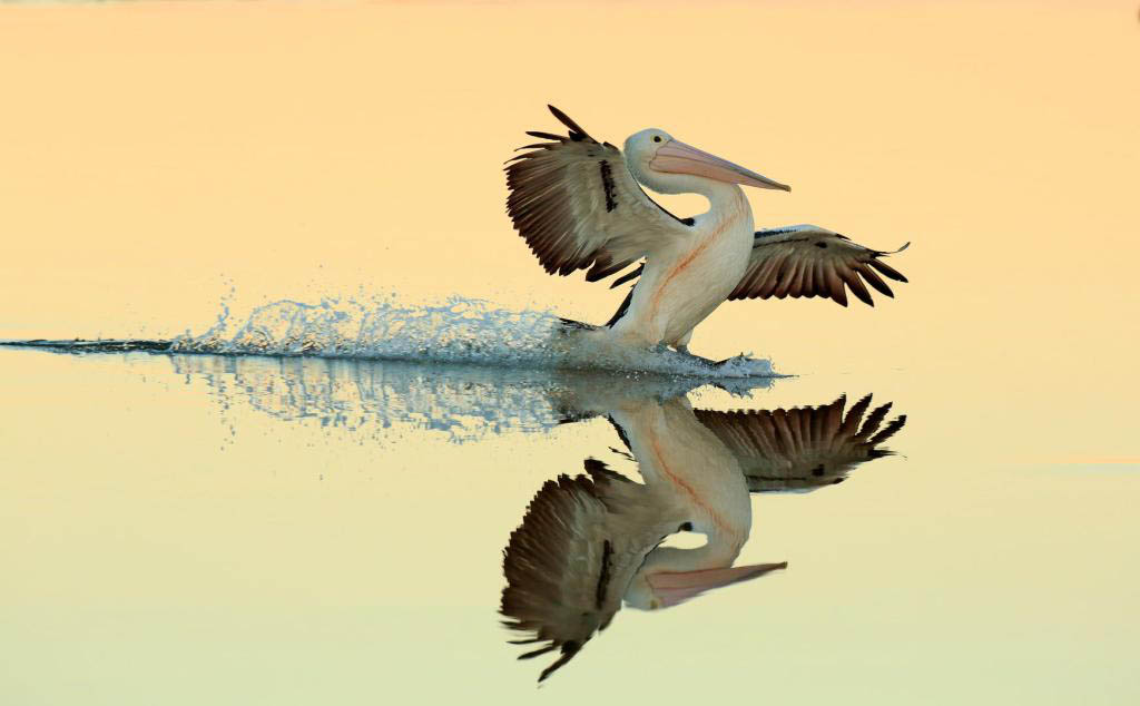 pelican award winning bird photography