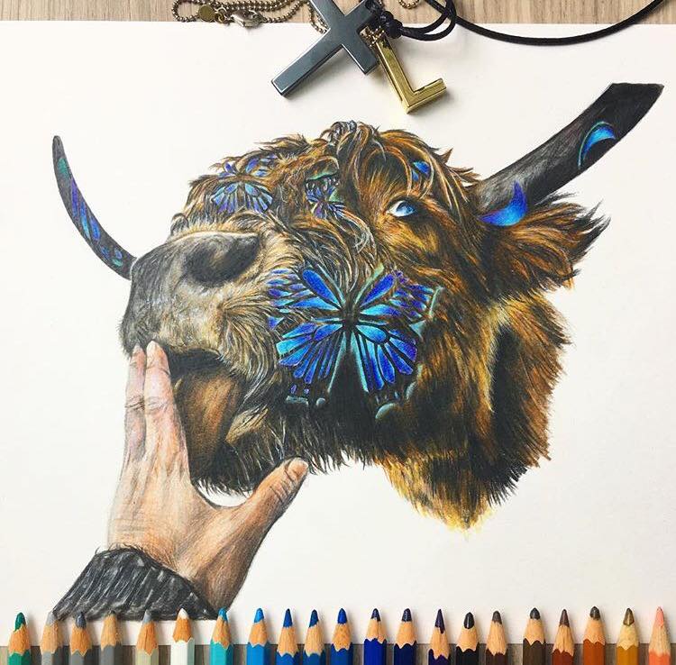 buffalo color pencil drawing
