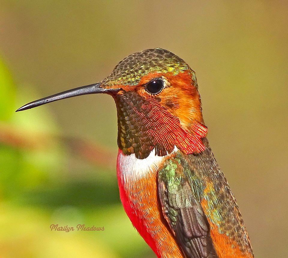 humming bird photography by allen david leninson