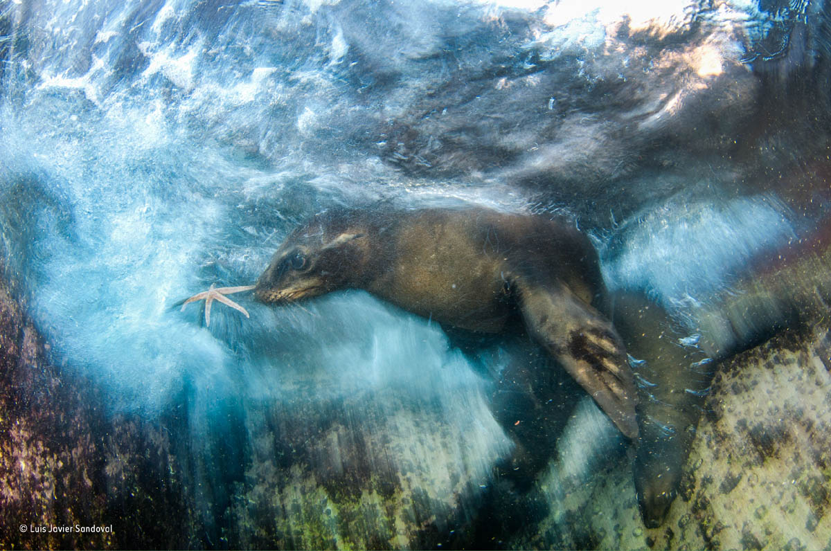 sea lion wildlife award winning photography