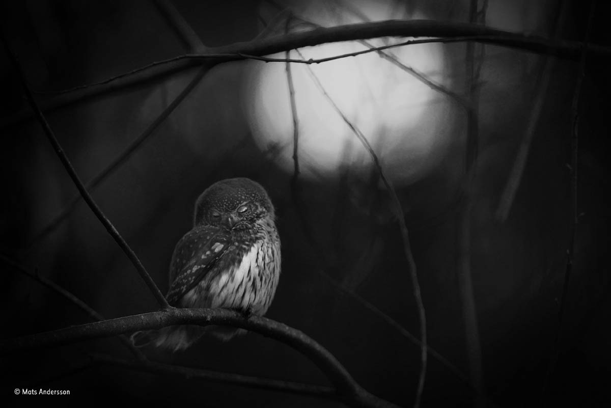 owl black white wildlife award winning photography
