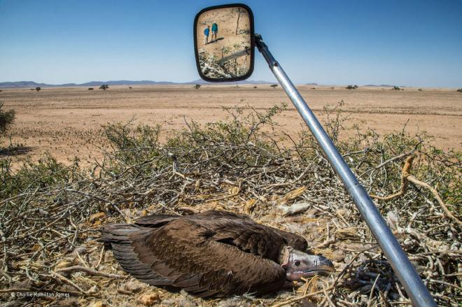 vultures wildlife award winning photography