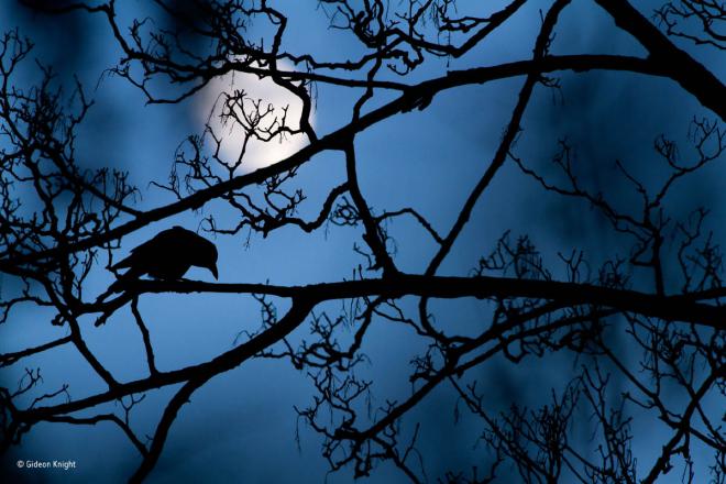 moon crow award winning wildlife photography