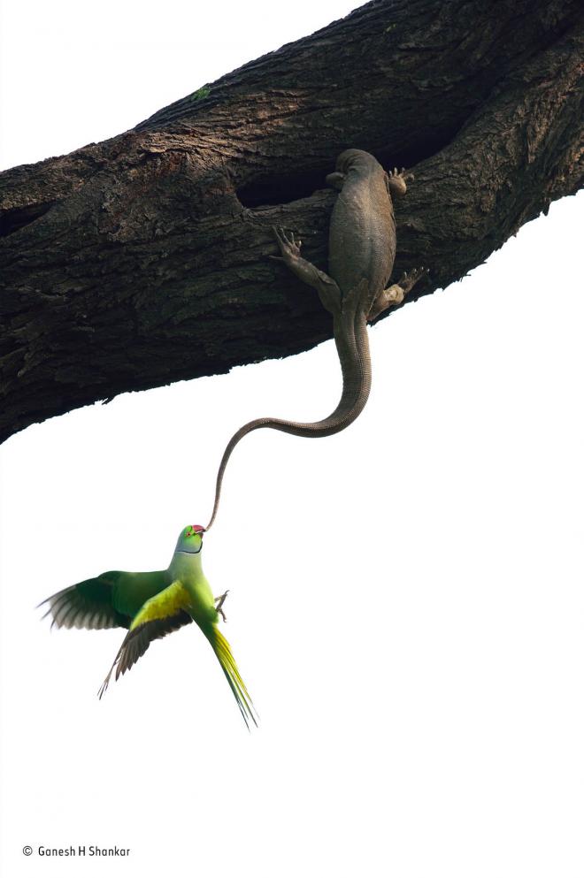 parakeets wildlife award winning photography ganesh h shankar