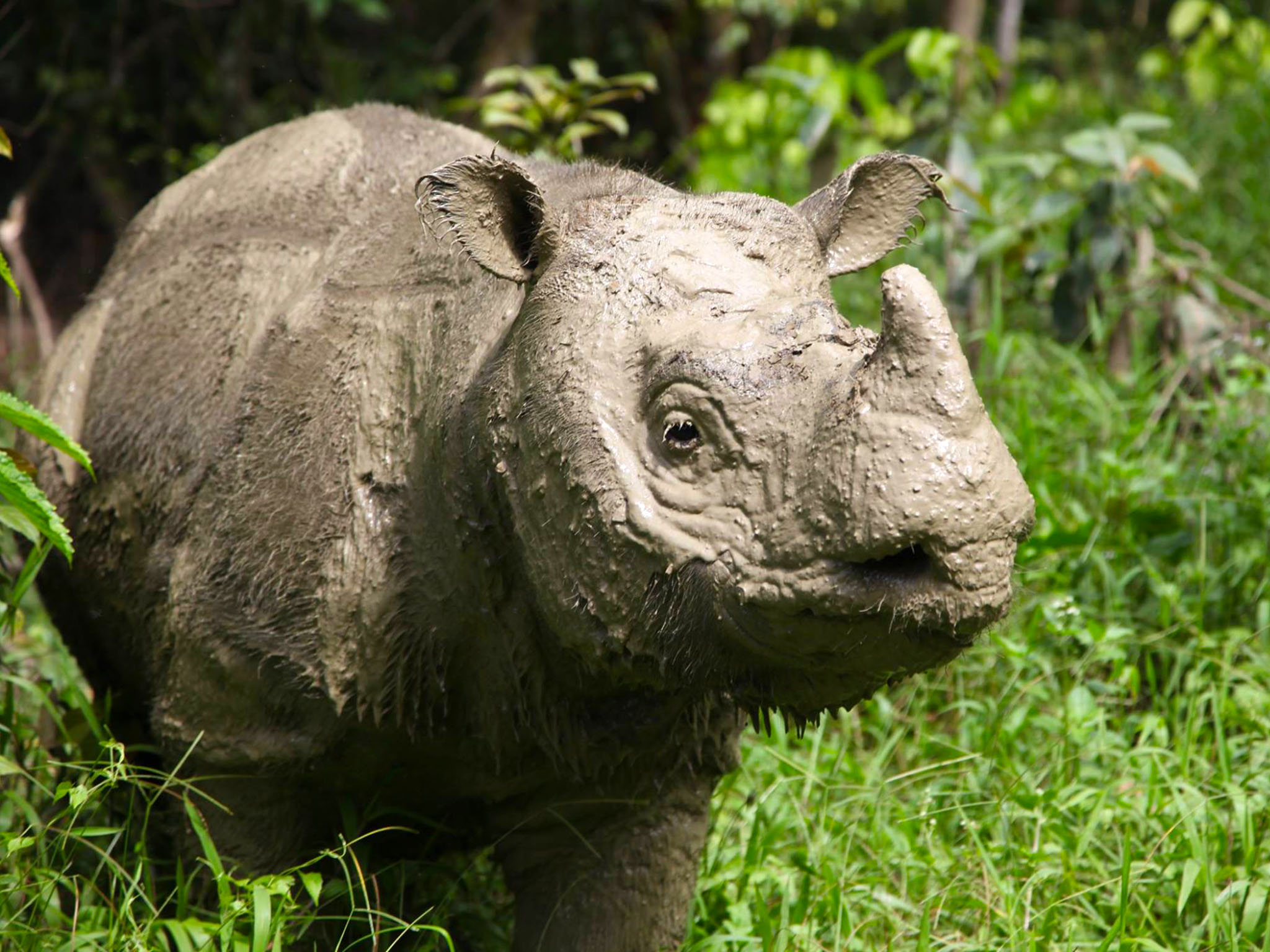 sumatran rhino photography