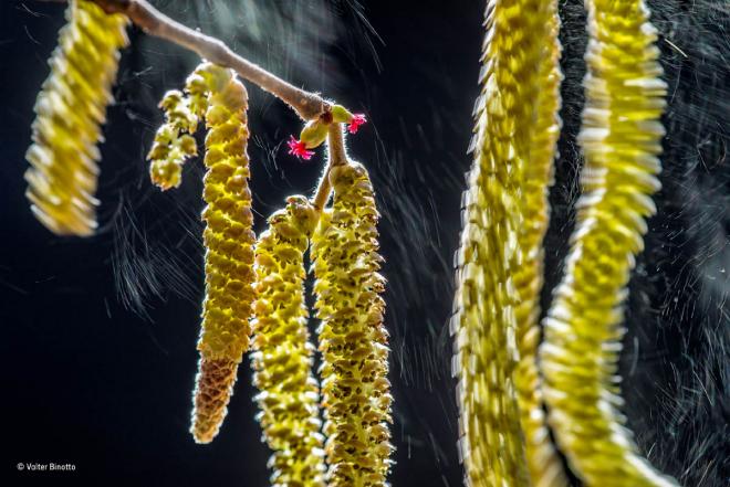 plants pollen wildlife award winning photography