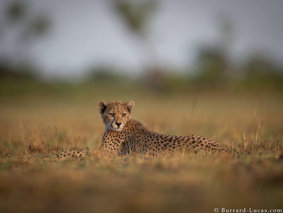 cheetah animal photography