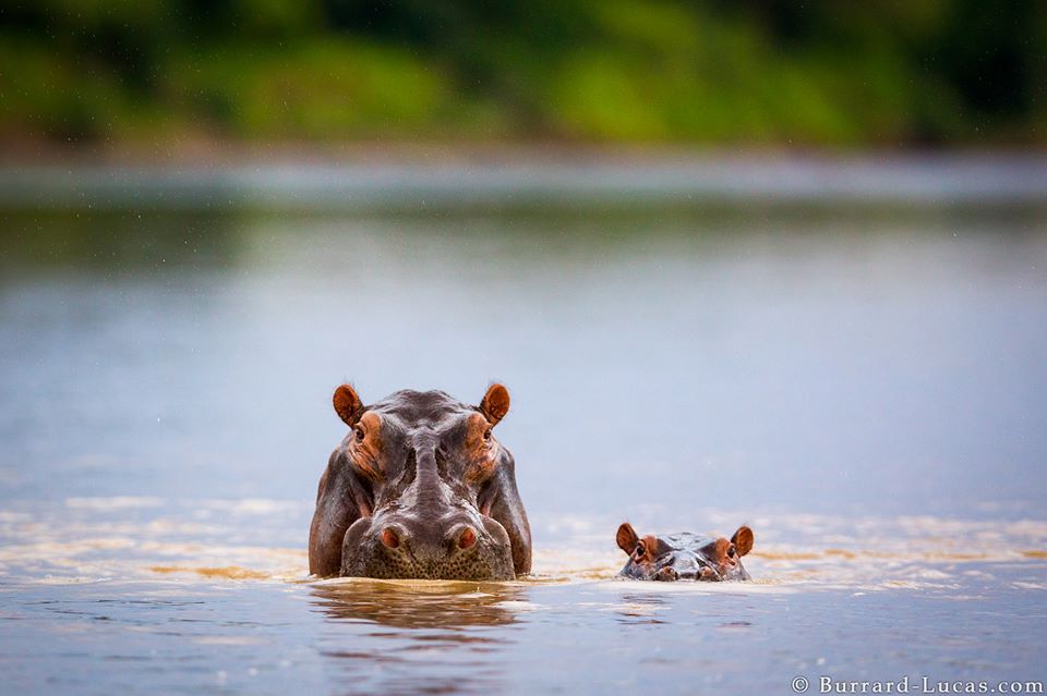 hippo animal photography