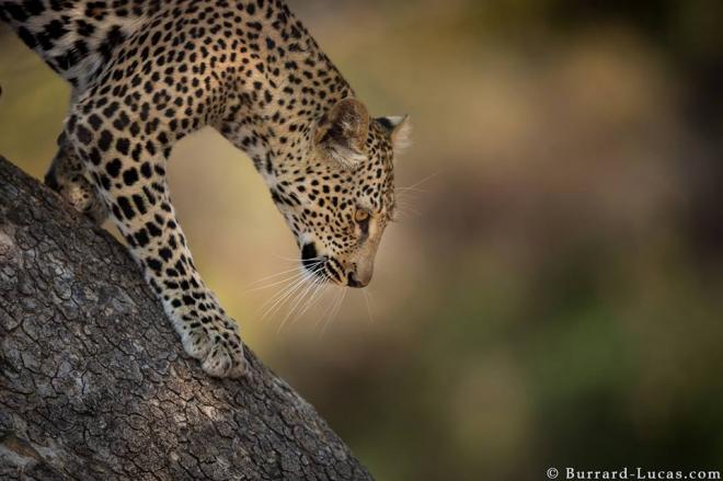leopard animal photography