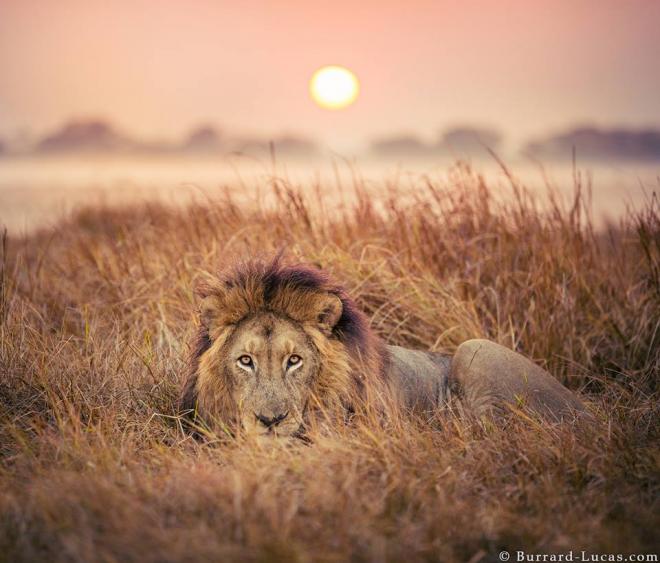 lion animal photography