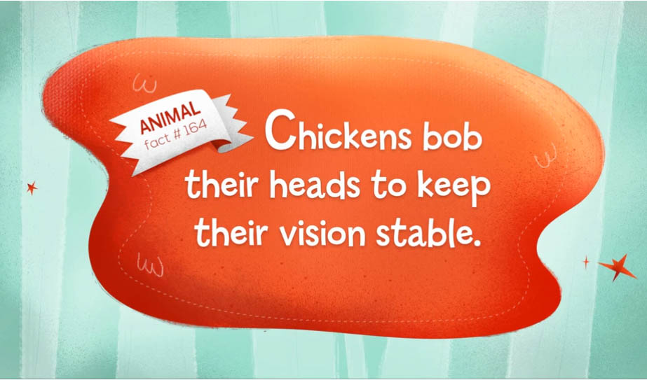 chicken fact chicken animation contest