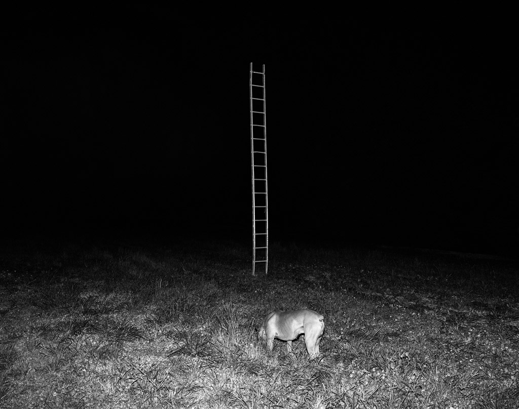 animal ladder prix voies award photography