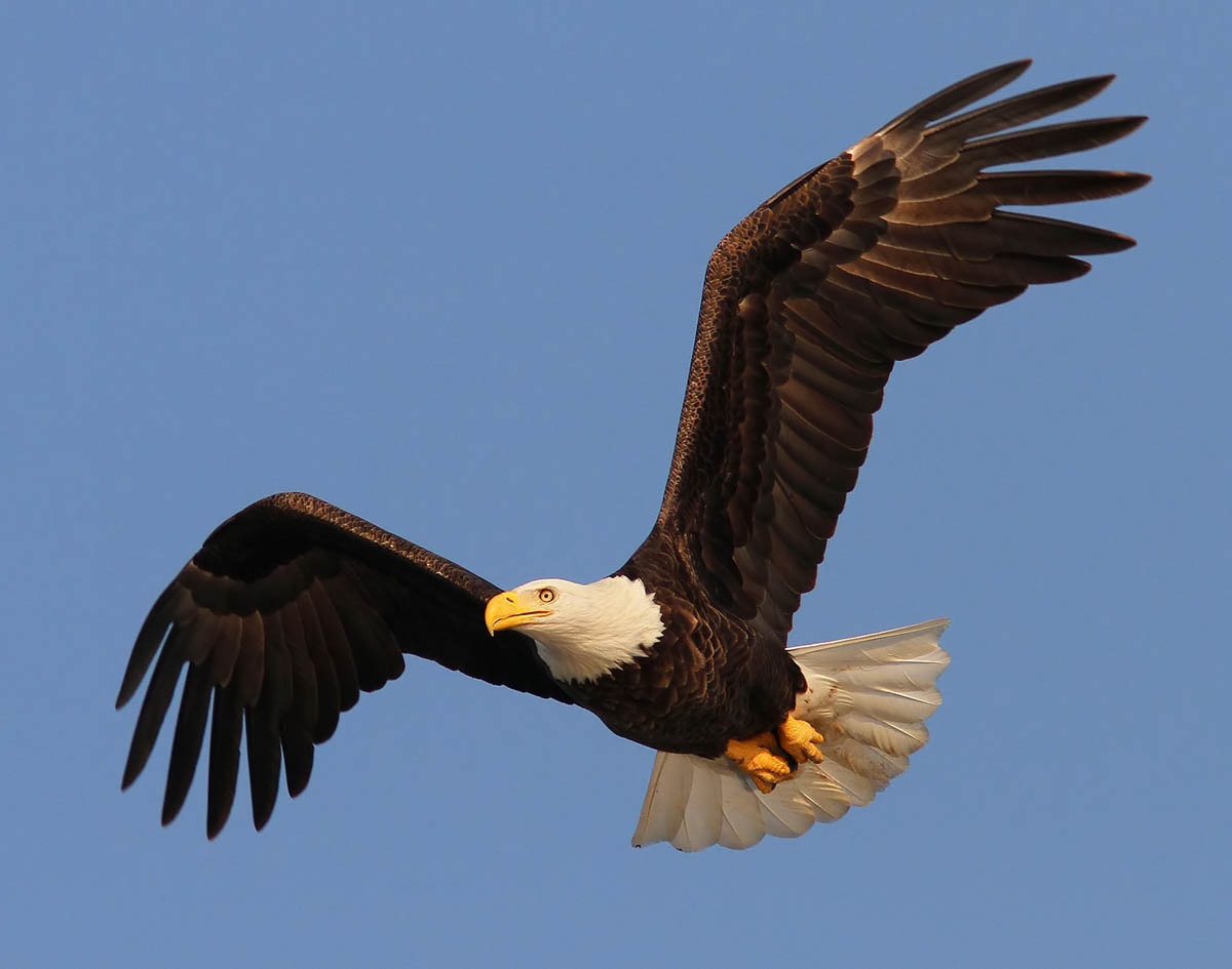 bald eagle beach wildlife photography phil lanoue