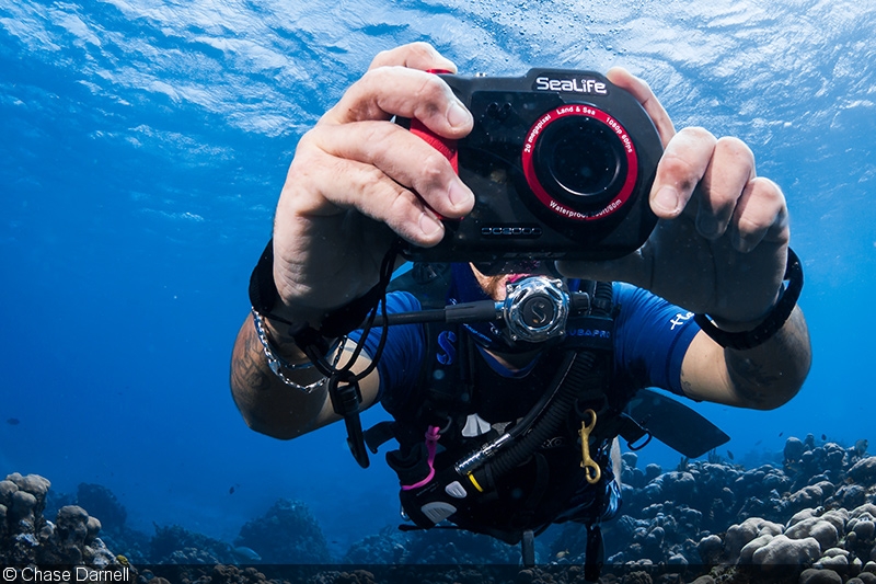 sealife underwater photography