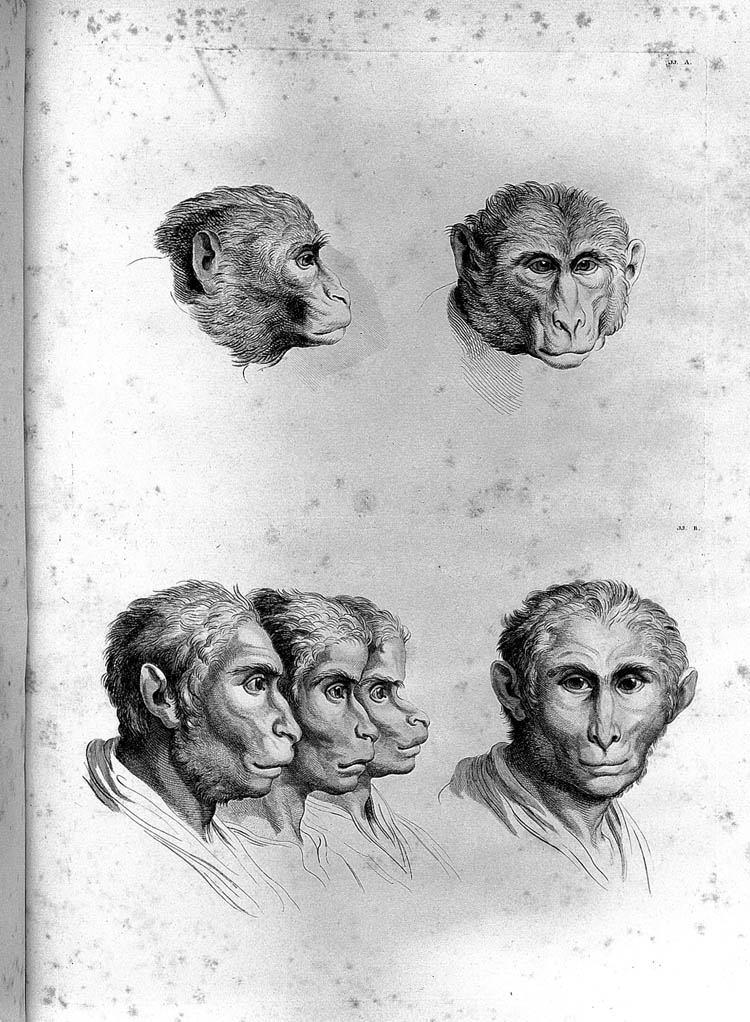 monkey physiognomy humans evolution charles le brun