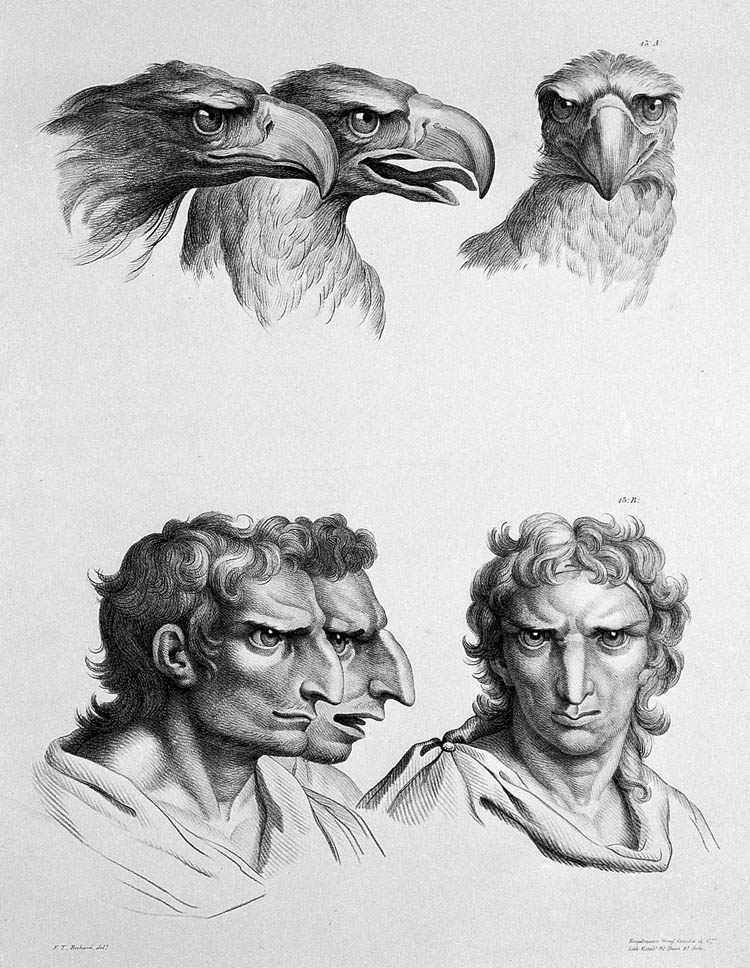 falcon physiognomy humans evolution charles le brun