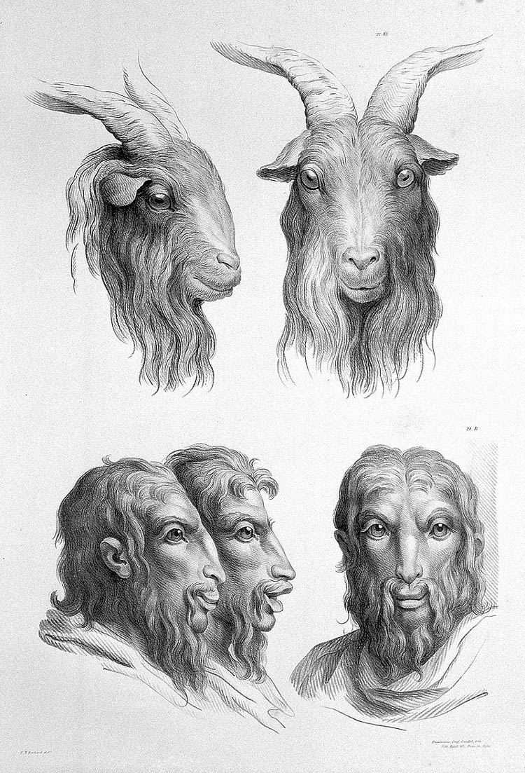 goat physiognomy humans evolution charles le brun