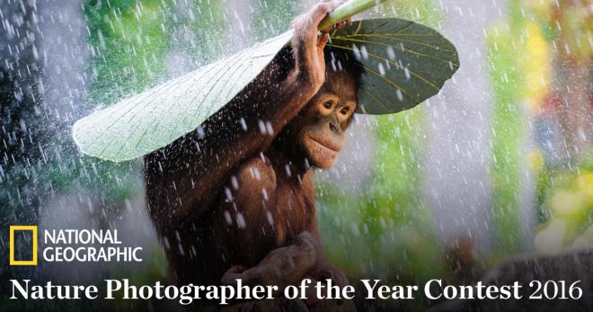 nature photographer photo contest