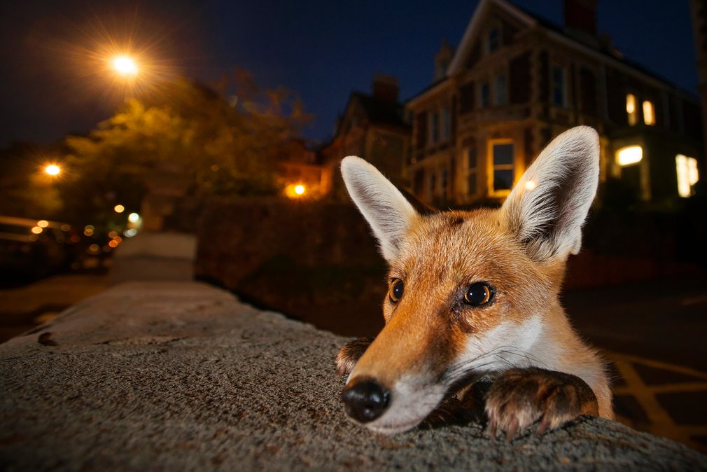 nosy fox wildlife photography sam hobson