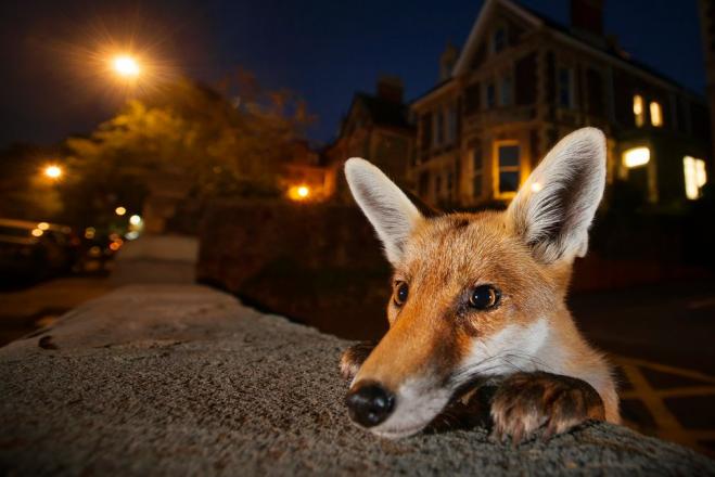 nosy fox wildlife photography