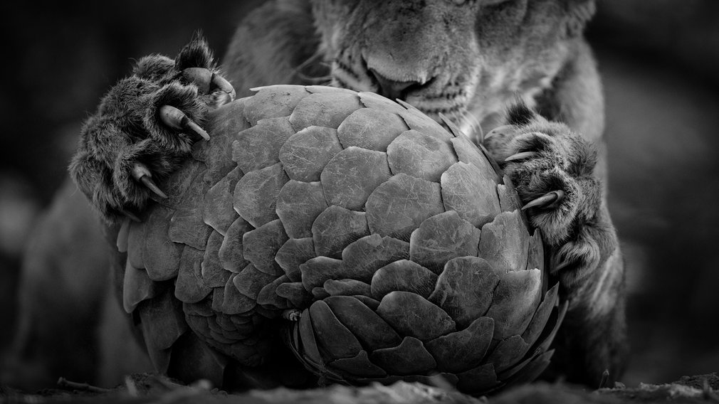 lion pangolin wildlife photography lance van de vyver