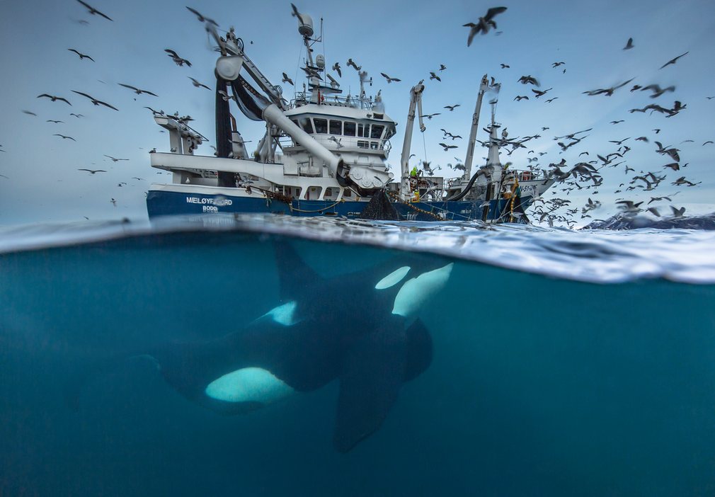 whale boat fish wildlife photography audun rikardsen