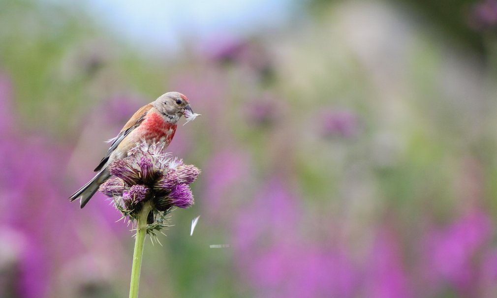 bird seed wildlife photography