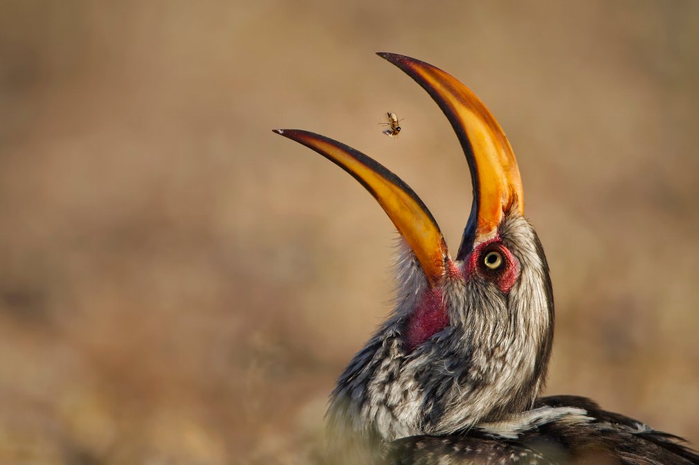 bird eating termite wildlife photography willem kruger