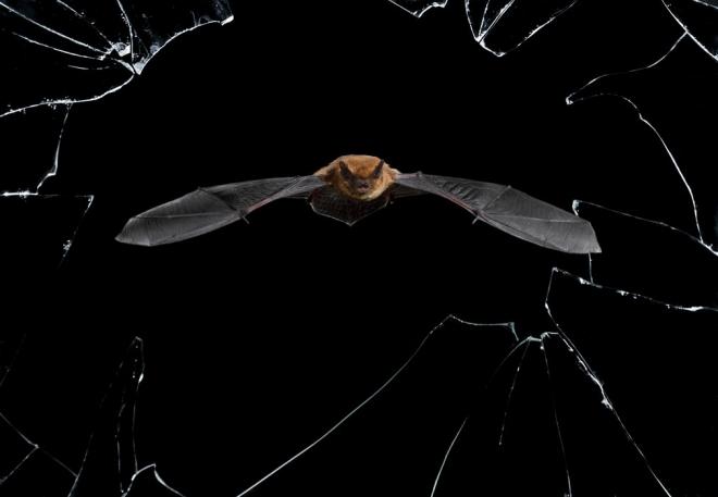 flying bat wildlife photography
