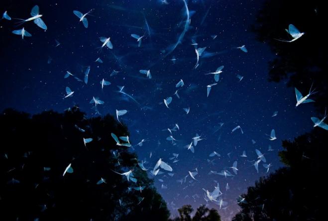 mayflies wildlife photography