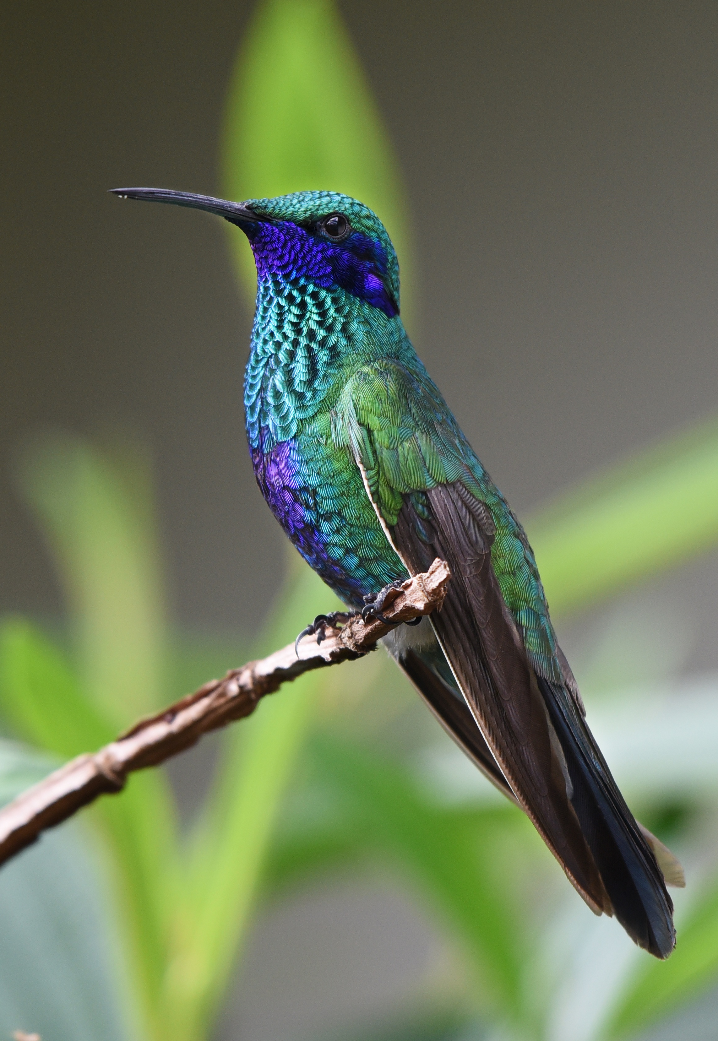 humming bird free stock photo by pixabay