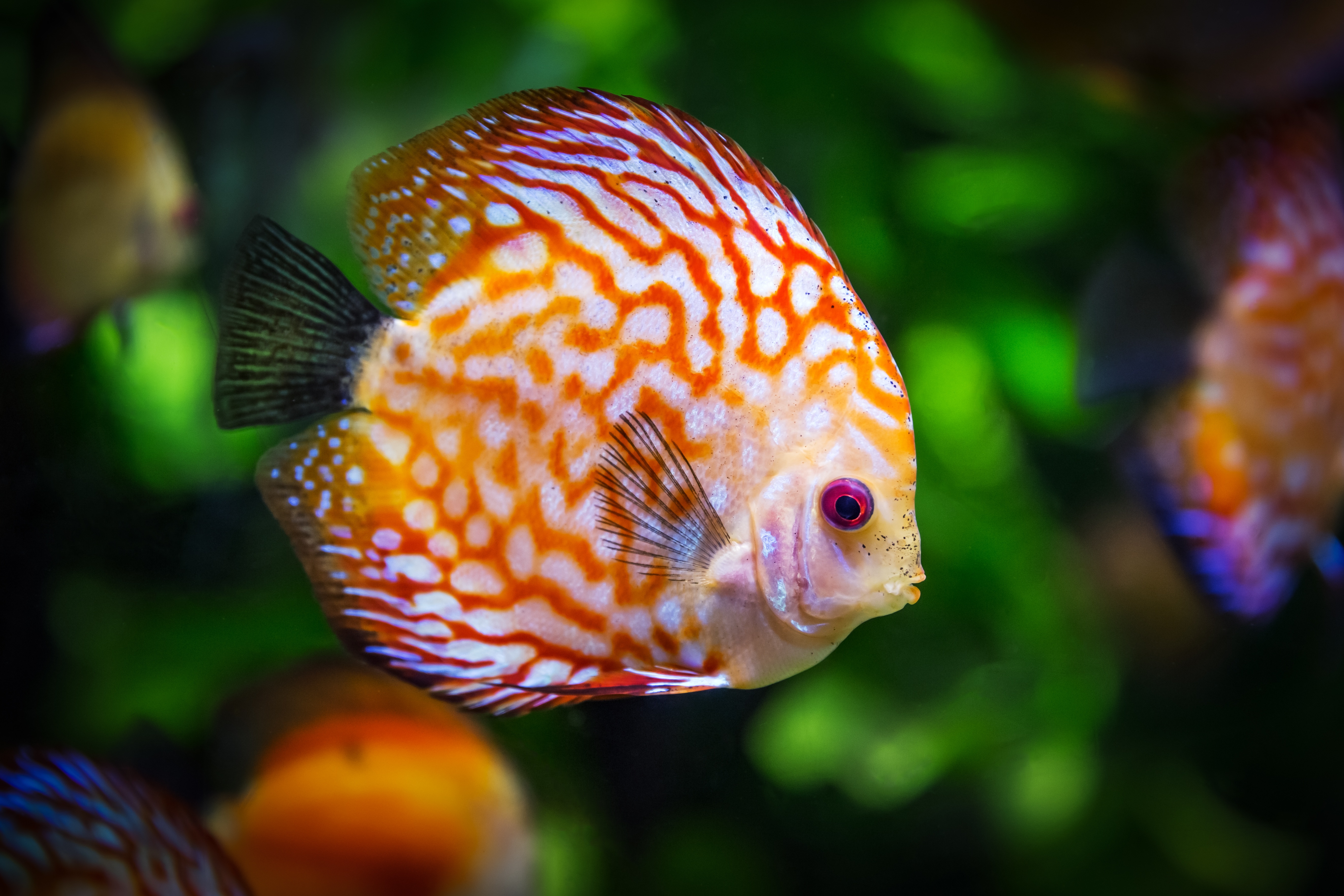 fish free stock photo by pixabay
