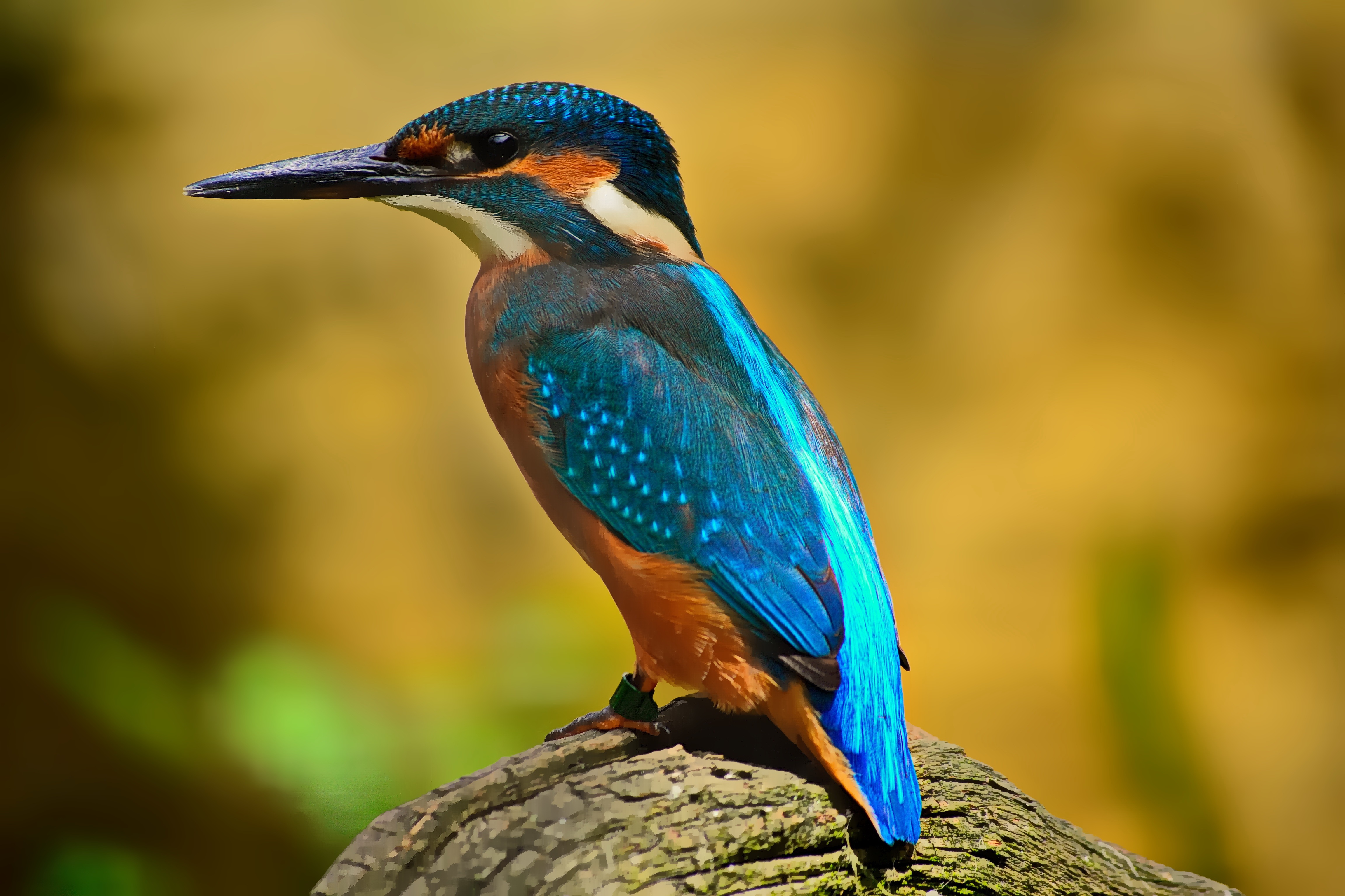 kingfisher free stock photo by pixabay