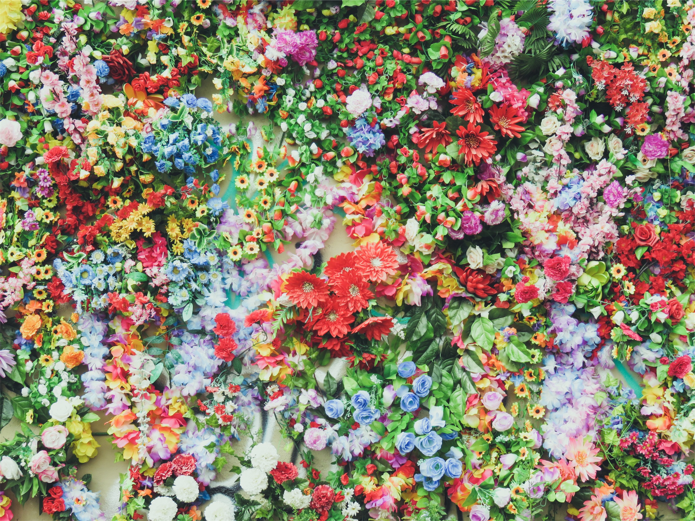 flowers free stock photo